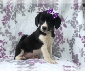 Beagle-Border Collie Mix Puppy for sale in LAKELAND, FL, USA