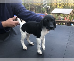 German Shorthaired Pointer Puppy for sale in CLARKSTON, MI, USA