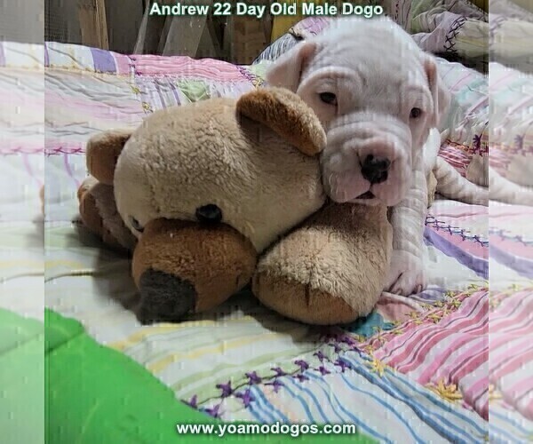 Medium Photo #43 Dogo Argentino Puppy For Sale in JANE, MO, USA