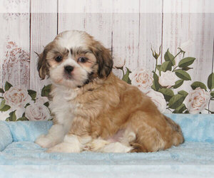 Shih Tzu Puppy for sale in PENNS CREEK, PA, USA