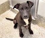Small #2 Staffordshire Bull Terrier Mix