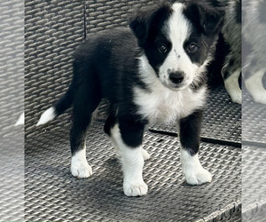 Border-Aussie Puppy for sale in SILVER CREEK, NY, USA