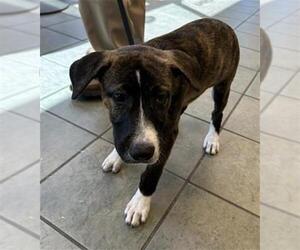Mutt Dogs for adoption in San Antonio, TX, USA