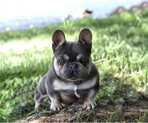 Father of the French Bulldog puppies born on 12/18/2022