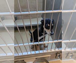 Doberman Pinscher-Labrador Retriever Mix Dogs for adoption in Rockwall, TX, USA