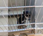 Small Doberman Pinscher-Labrador Retriever Mix