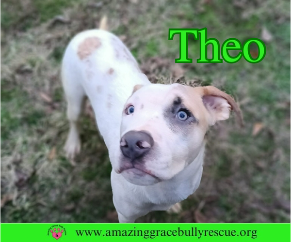 Medium Photo #3 American Pit Bull Terrier-Unknown Mix Puppy For Sale in Pensacola, FL, USA
