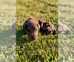 Small Photo #5 Great Dane Puppy For Sale in LEITCHFIELD, KY, USA