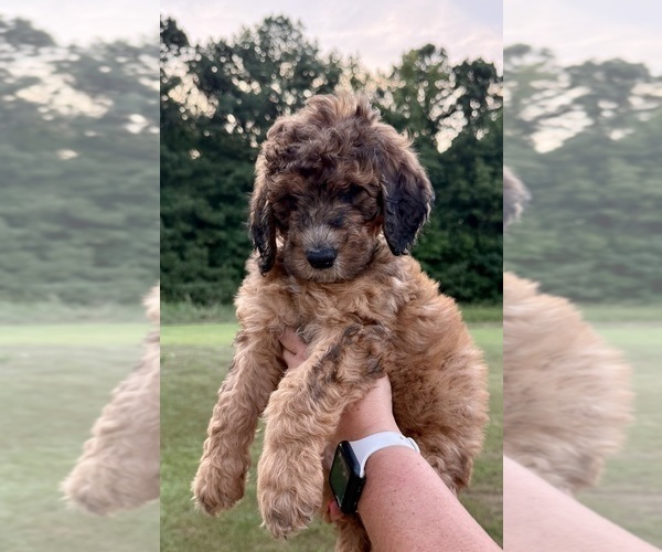 Medium Photo #4 Bernedoodle Puppy For Sale in MOULTON, AL, USA