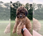 Small #3 Bernedoodle