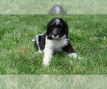 Small #1 Bernedoodle