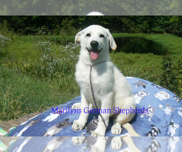 Medium Photo #4 German Shepherd Dog Puppy For Sale in PIEDMONT, MO, USA