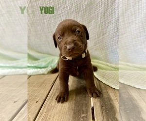 Labrador Retriever Puppy for sale in W DES MOINES, IA, USA