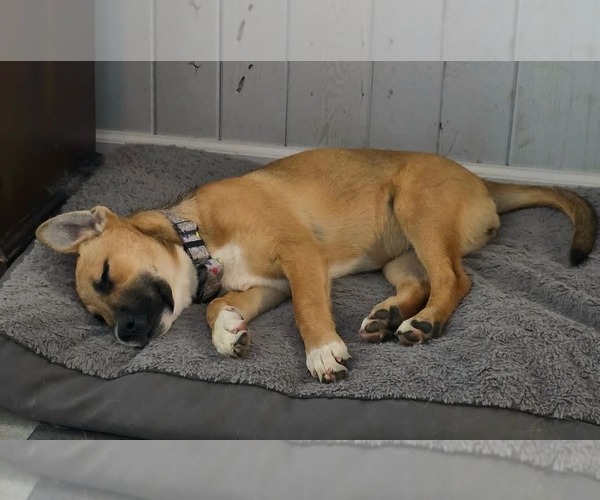 Medium Photo #1 Mutt Puppy For Sale in Overland Park, KS, USA