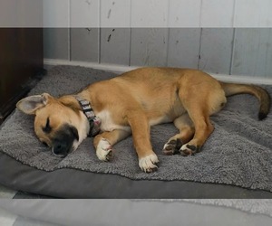 Mutt Dogs for adoption in Overland Park, KS, USA