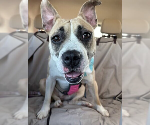 Medium Photo #2 Mutt Puppy For Sale in Plano, TX, USA