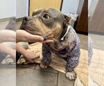 Small #4 American Pit Bull Terrier Mix