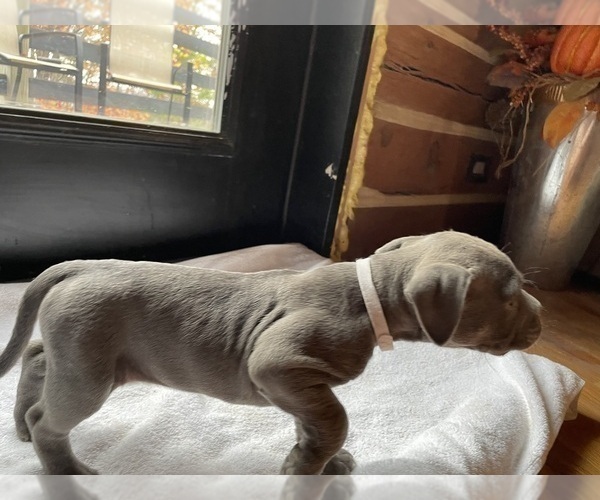 Medium Photo #9 American Bully Puppy For Sale in SOMERSET, KY, USA