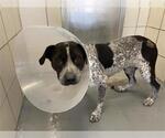 Small German Shorthaired Pointer-Pointer Mix