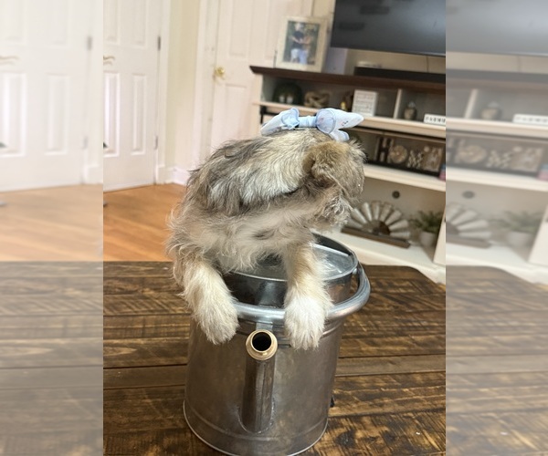 Medium Photo #11 Schnoodle (Miniature) Puppy For Sale in DINWIDDIE, VA, USA