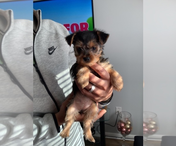 Medium Photo #1 Yorkshire Terrier Puppy For Sale in MITCHELLVILLE, MD, USA