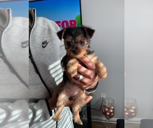 Yorkshire Terrier Puppy for sale in MITCHELLVILLE, MD, USA