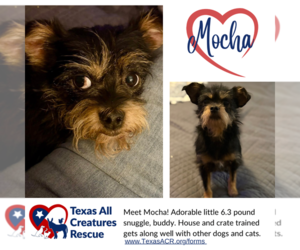 Mutt Dogs for adoption in Lillian, TX, USA