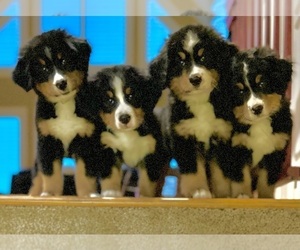 Bernese Mountain Dog Puppy for sale in FORISTELL, MO, USA