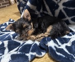 Puppy Ember Yorkshire Terrier