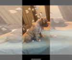 Small Photo #11 American Pit Bull Terrier Puppy For Sale in NORFOLK, VA, USA