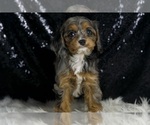 Small Photo #22 Cavapoo Puppy For Sale in WARSAW, IN, USA