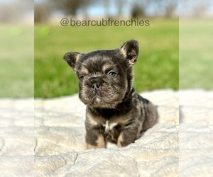 French Bulldog Puppy for sale in FRANKLIN, IN, USA