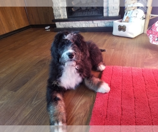 Medium Photo #5 Bernedoodle Puppy For Sale in COLORADO SPRINGS, CO, USA
