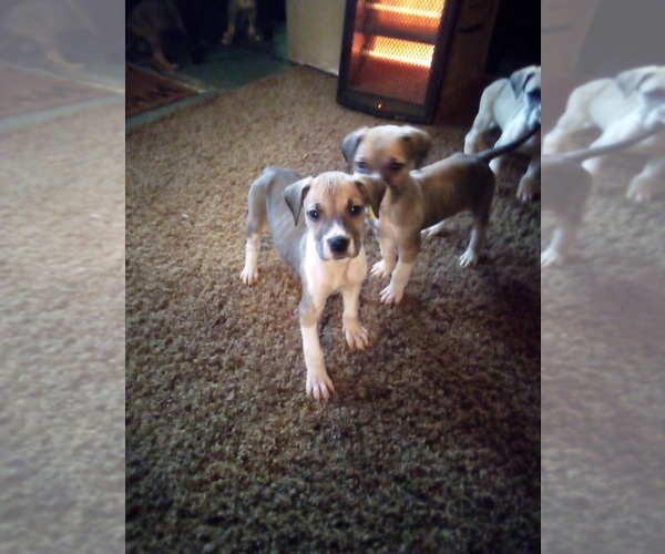 Medium Photo #5 Great Dane Puppy For Sale in SHELDON, IL, USA