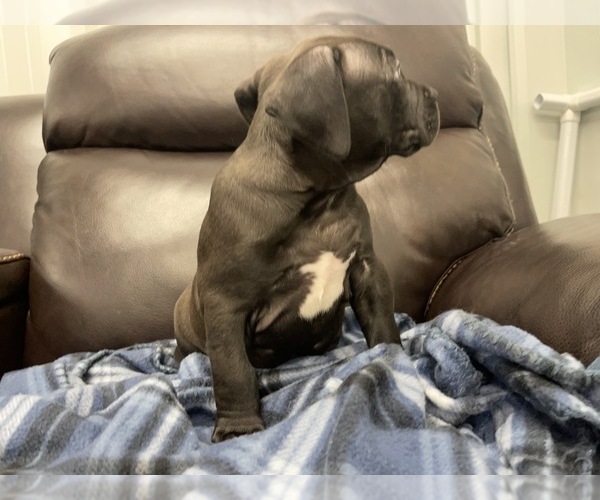 Medium Photo #53 American Bully Puppy For Sale in REESEVILLE, WI, USA