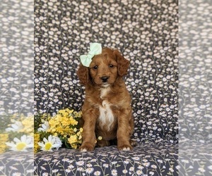 Cockapoo Puppy for sale in KIRKWOOD, PA, USA