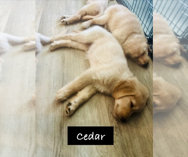 Medium Photo #3 Golden Retriever Puppy For Sale in HAMPSTEAD, NC, USA