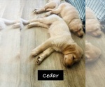 Small #2 Golden Retriever