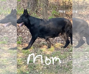 Mother of the German Shepherd Dog puppies born on 03/31/2023