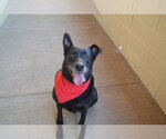 Small #2 Labrador Retriever Mix