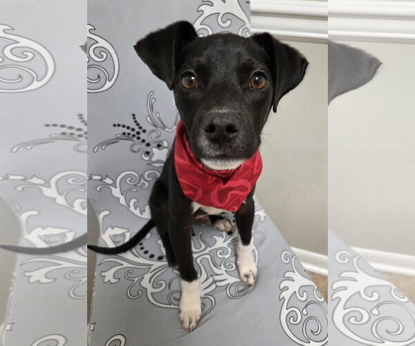 Medium Photo #5 Jack-Rat Terrier Puppy For Sale in Magnolia Springs, AL, USA