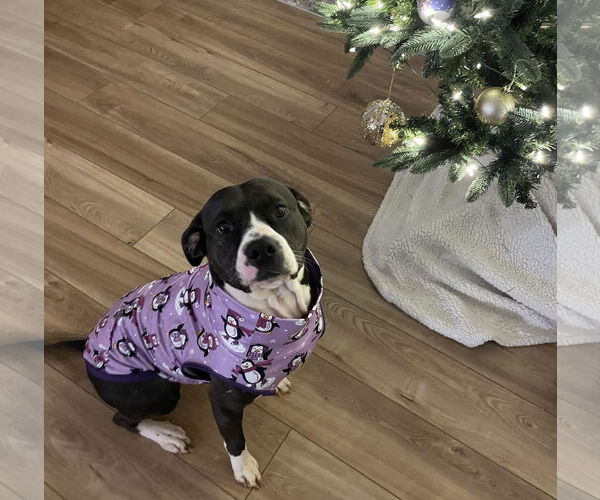 Medium Photo #5 American Pit Bull Terrier-American Staffordshire Terrier Mix Puppy For Sale in Caribou, ME, USA