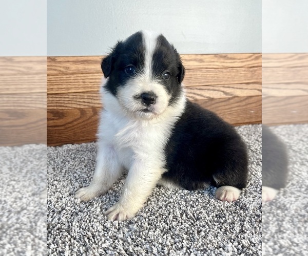 Medium Photo #1 Australian Shepherd Puppy For Sale in LODA, IL, USA