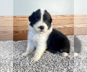Australian Shepherd Puppy for sale in LODA, IL, USA