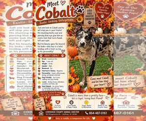 COBALT - Male Mutt Dog for Adoption