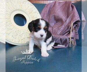 Cavalier King Charles Spaniel Puppy for sale in LE MARS, IA, USA