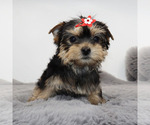 Image preview for Ad Listing. Nickname: AKC Lottie