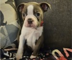 Puppy Blue Boy Boston Terrier