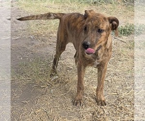 American Pit Bull Terrier-Unknown Mix Dogs for adoption in Minneapolis, MN, USA