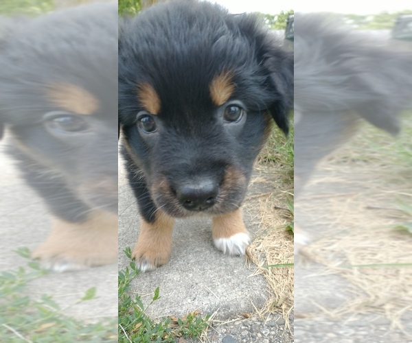 Medium Photo #9 Australian Shepherd Puppy For Sale in CHATFIELD, MN, USA